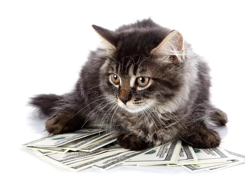 Money pet. Кот с деньгами. Котик с деньгами на белом фоне. Богатый кот. Коричневый кот с деньгами.