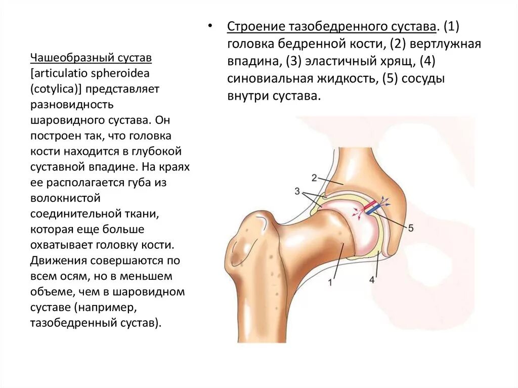 Тазобедренный сустав анатомия для чайников. Тазобедренный сустав анатомия строение. Чашеобразный тазобедренный сустав. Строение шаровидного сустава.