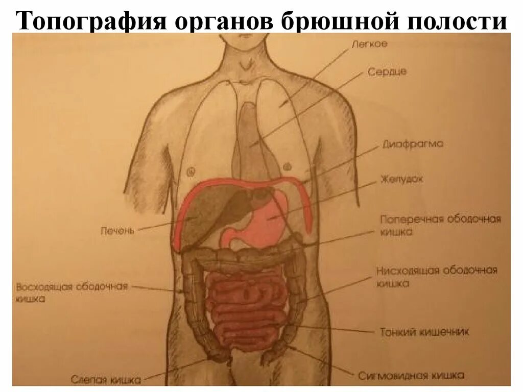 Области живота человека