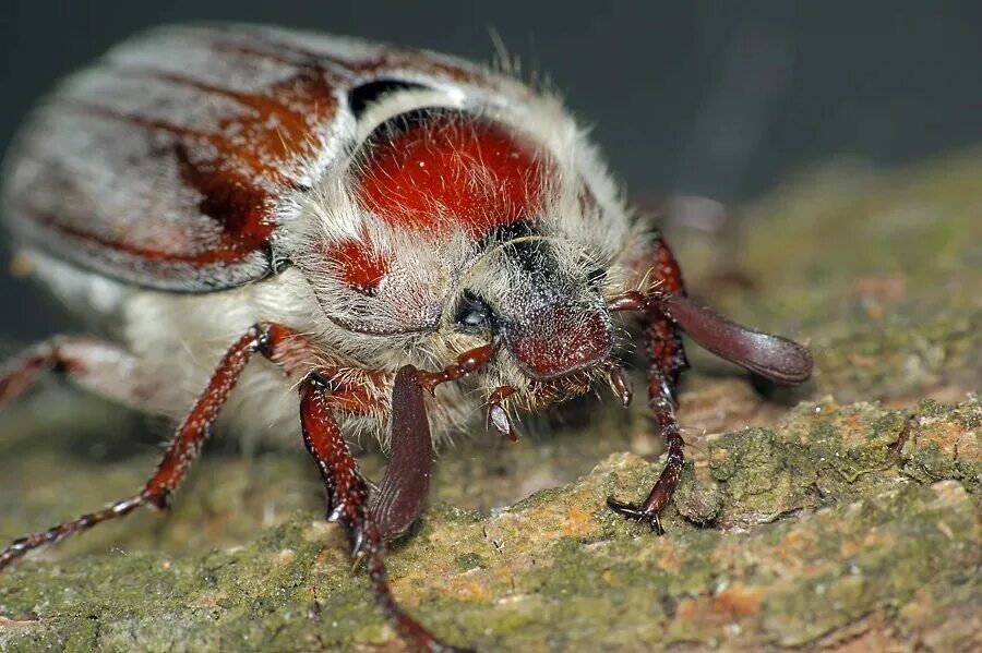 Восточный хрущ. Майский жук восточный. Майский жук хрущ. Melolontha melolontha хрущ майский западный. Хрущ майский западный пластинчатоусые.