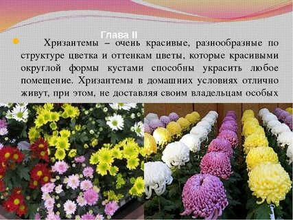 Рассказ о растении осеннего цветника