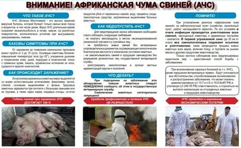 Африканская чума симптомы