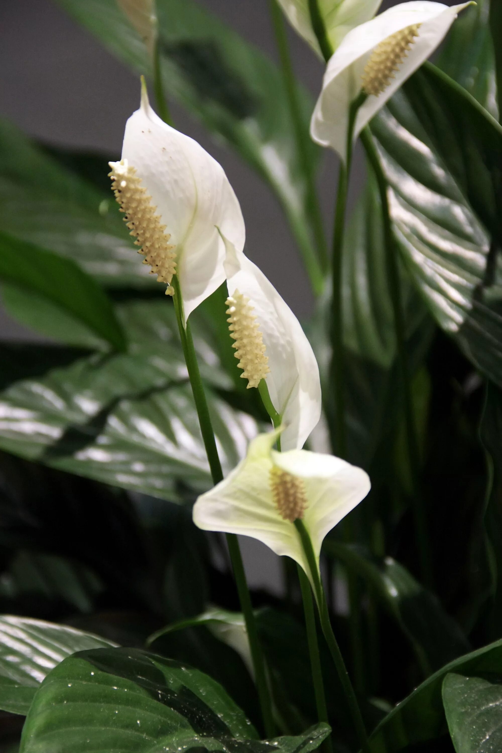 Комнатный цветок с белыми цветами название. Spathiphyllum wallisii. Мирная Лилия ( Spathiphyllum wallisii ). Спатифиллум белый цветок.