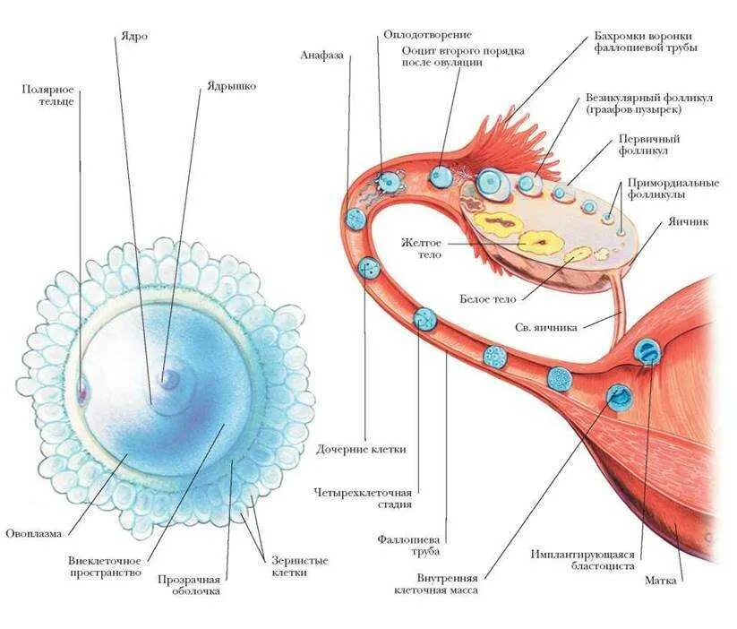 В каком яичнике происходит оплодотворение. Оплодотворение яйцеклетки анатомия. Процесс оплодотворения схема. Процесс формирования яйцеклетки схема. Схема процесса оплодотворения человека.