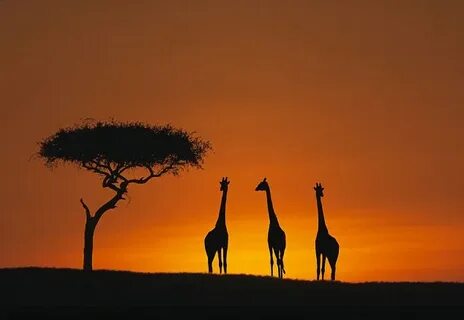 Safari like