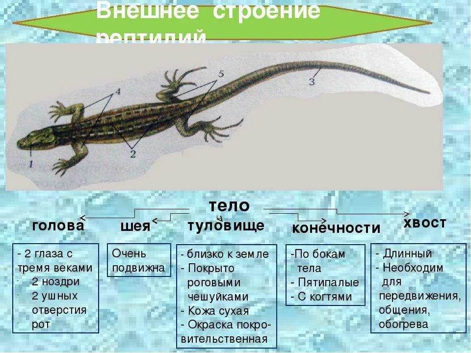 Строение ящерицы 7 класс. Пресмыкающиеся биология строение. Внешнее строение рептилии 7 класс биология. Класс пресмыкающиеся внешнее строение. Внешнее строение пресмыкающихся 7 класс биология таблица.