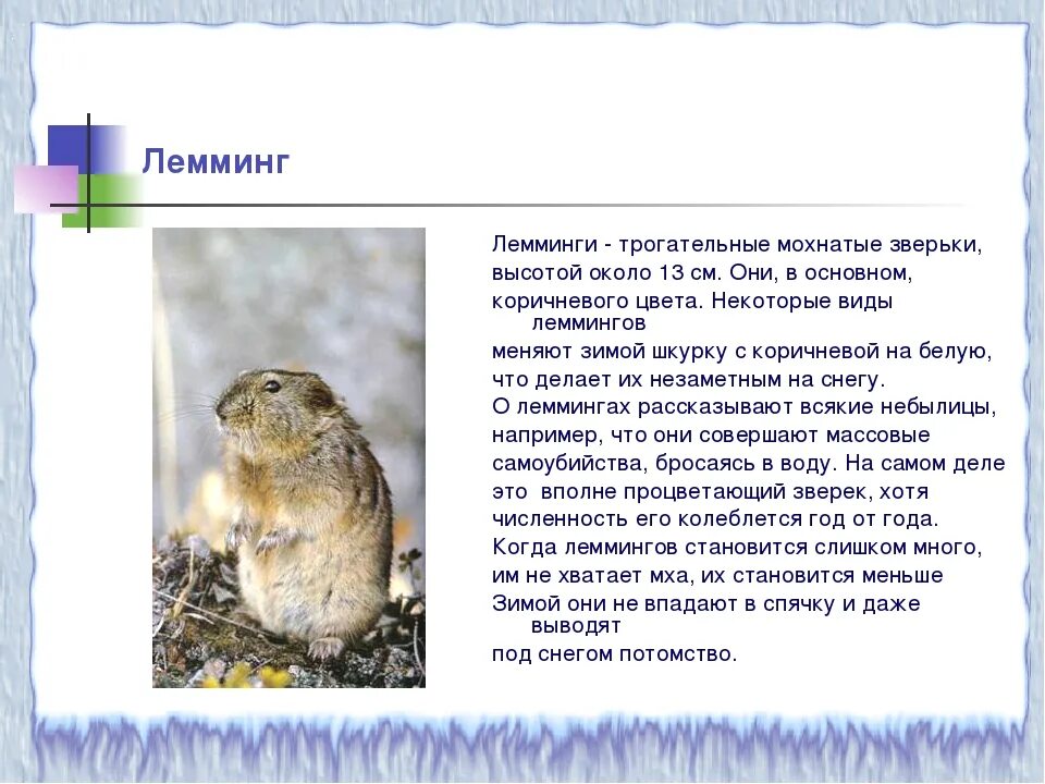 Лемминг окружающий мир 4 класс