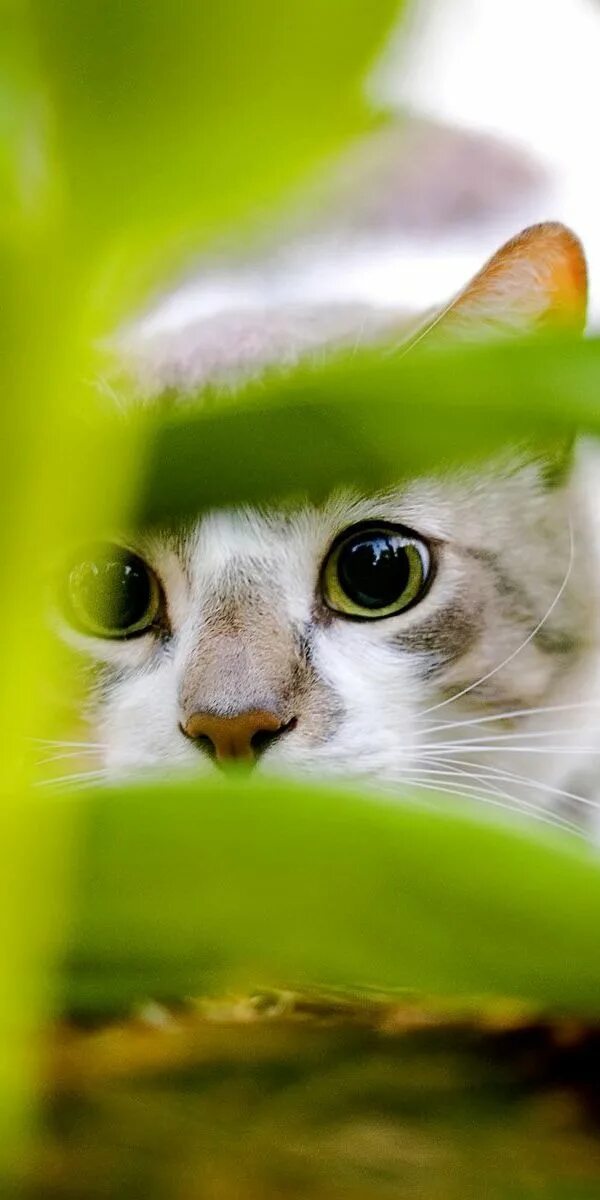 Обои на планшет животные. Успокой животных. Успокой животных. Смешная панда с подарками лежит. Преданность животных.