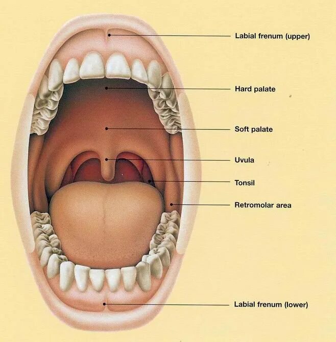 Твердое небо полости рта. Воспаления неба в ротовой полости. Ротовая полость неба неба.