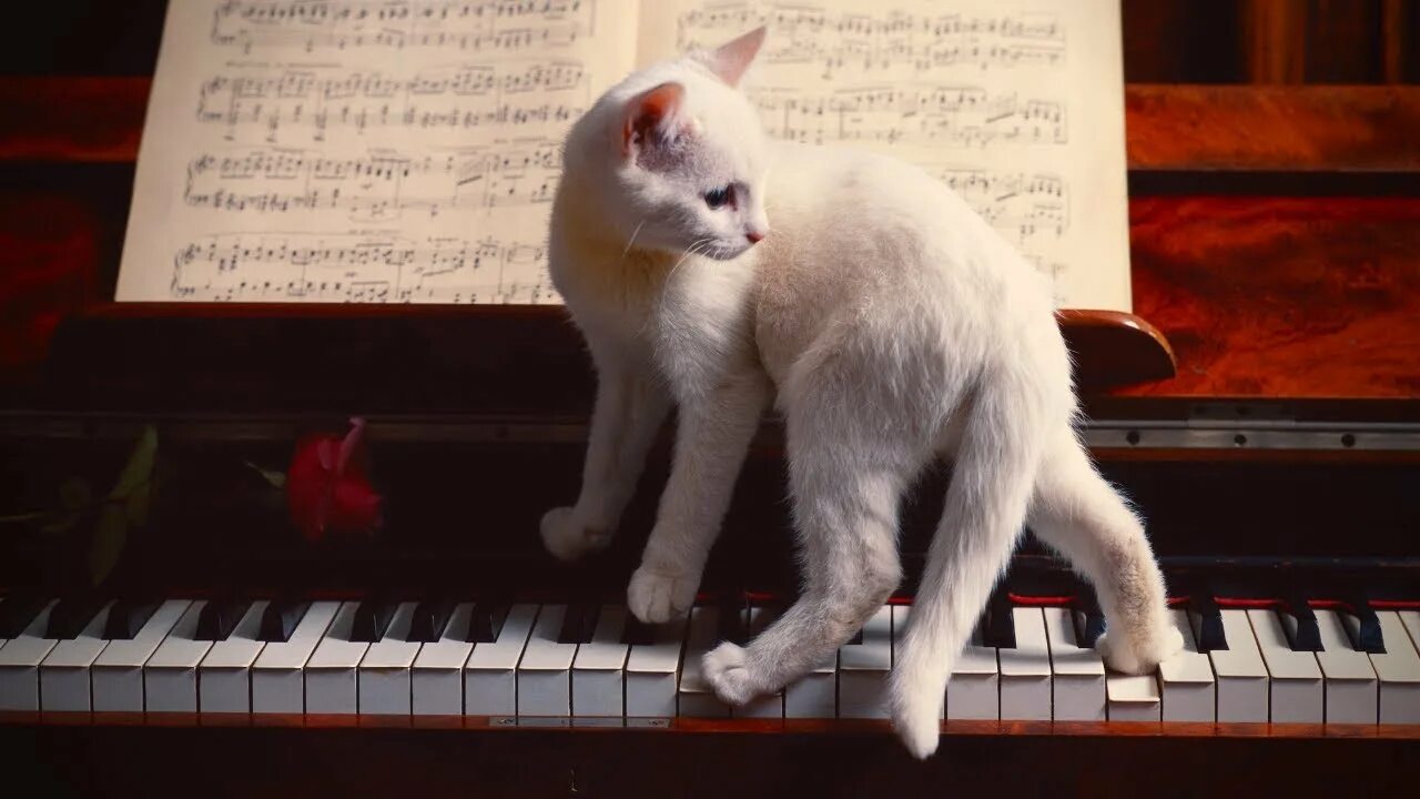Кот на пианино. Кошка на пианино. Котик играющий на пианино. Кошка за пианино. Музыка белая кошка
