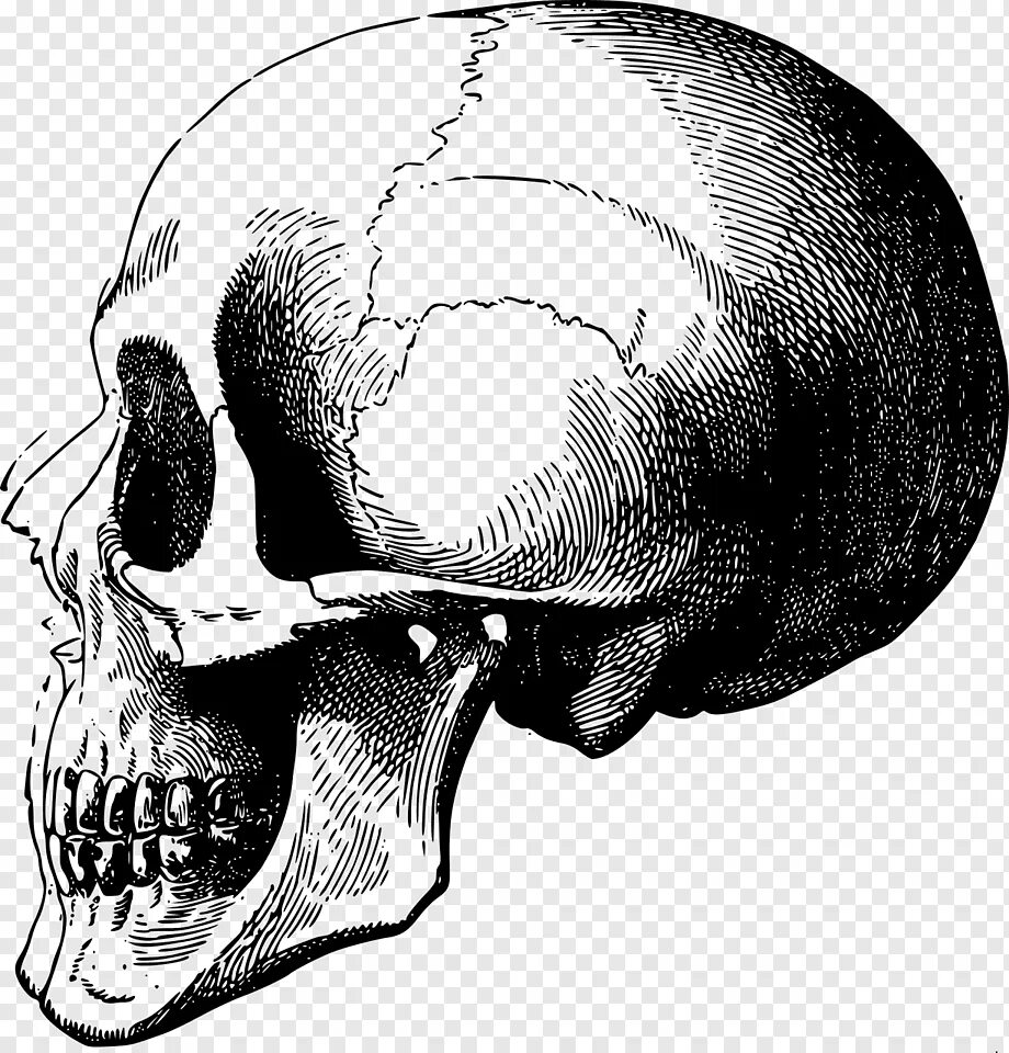 Череп представлять. Череп сбоку. череп сбоку рисунок. скелет черепа сбоку.
