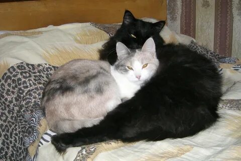 Уживаются 2 кошки