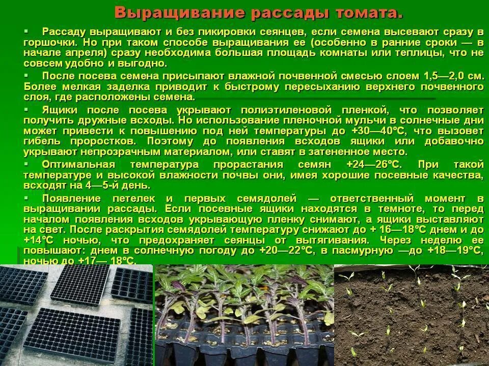 Посев томатов на рассаду обработки. Технология посева семян. Выращивание рассады. Технология посева рассады. Рассадный метод выращивания овощных культур.