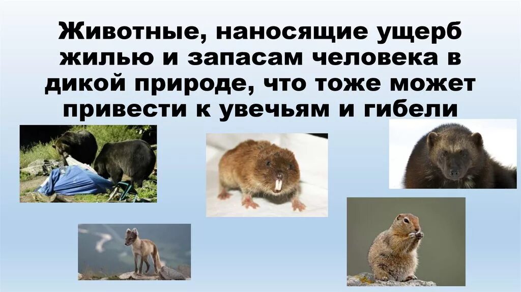 Вред причиняемый животными. Вредные животные для человека. неопасные дикие животные. дикие животные опасные и неопасные. неопасные животные для человека.