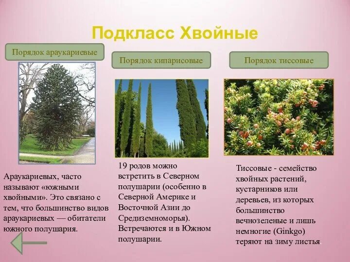 Голосеменные представлены только деревьями и кустарниками