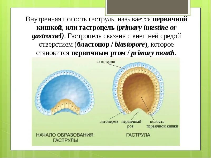 Как называется первичной