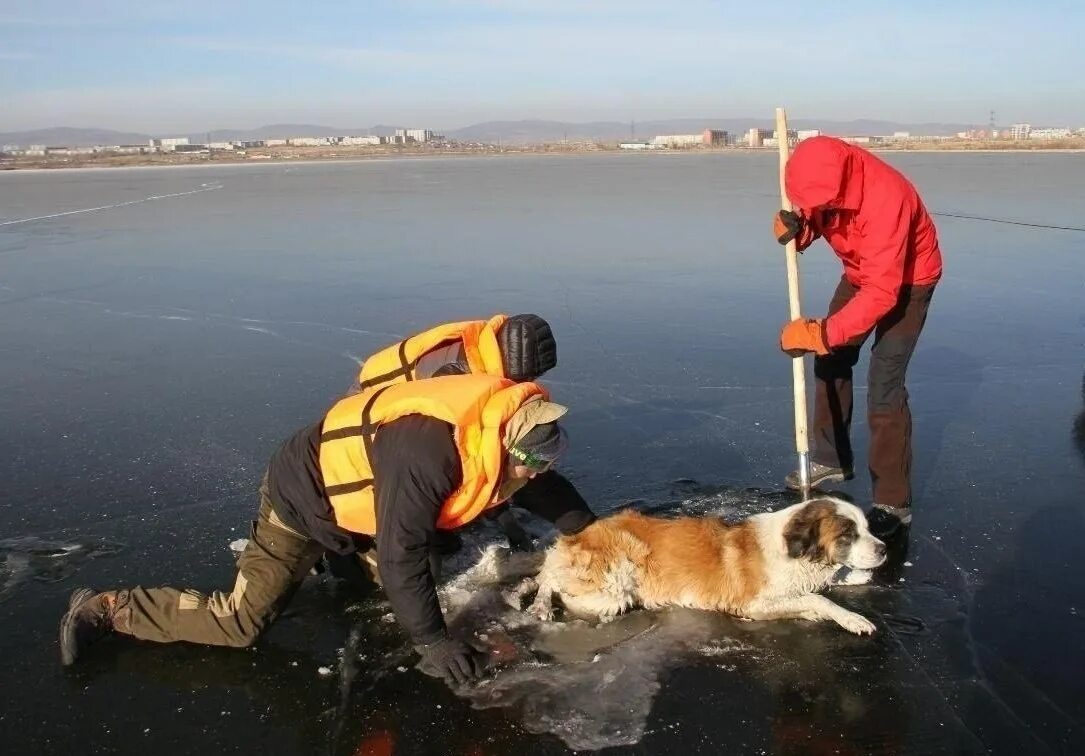 Собака спасатель на воде ньюфаундленд. Спасение собаки из воды. Спас собачкой. Ньюфаундленд спасатель. Ньюфаундленд собака спасает людей.