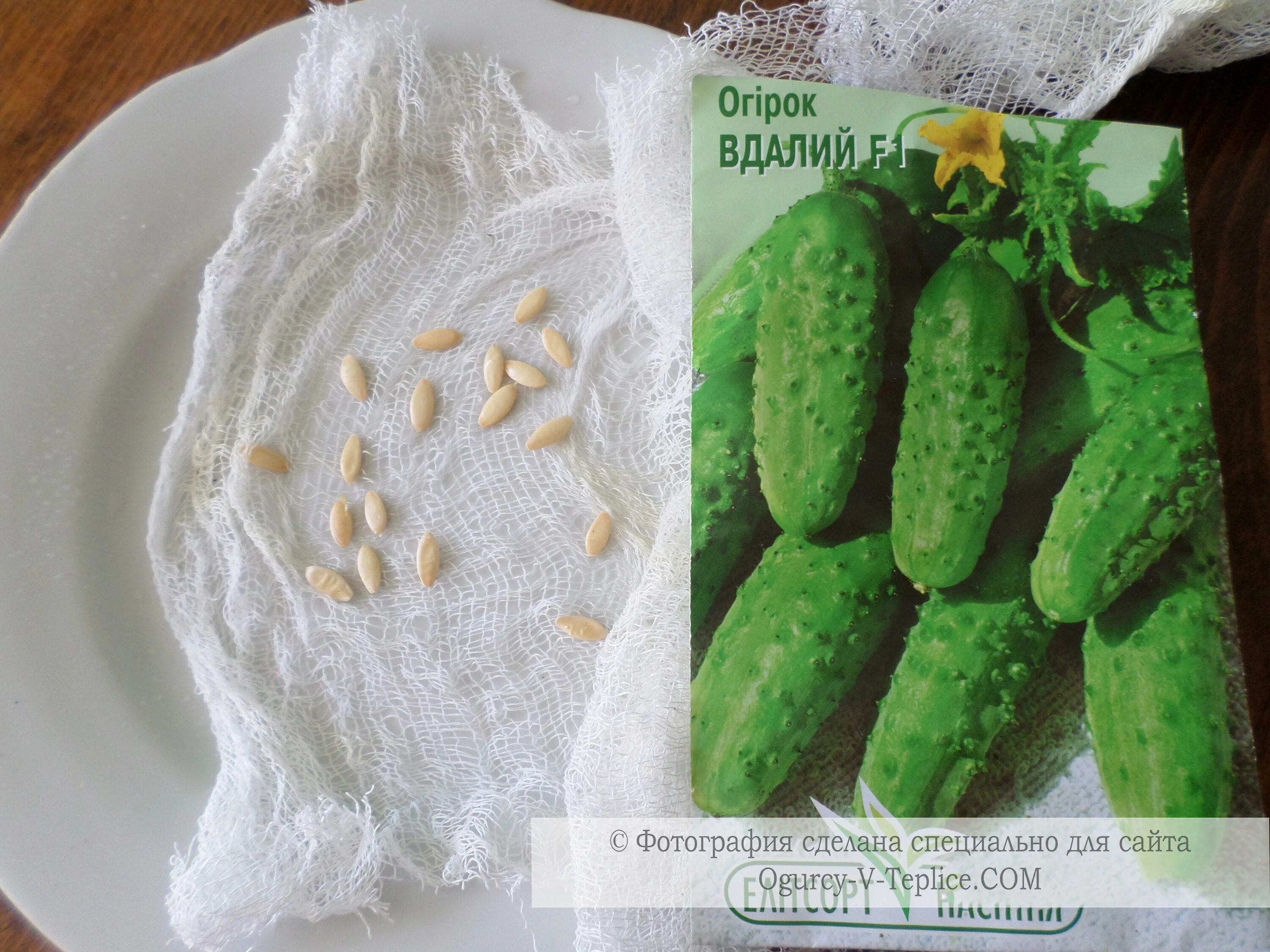 рассада огурцов. посадка семян огурцов. крепкая рассада огурцов. перезревший семенной огурец. схема посадки огурцов в теплице семенами.