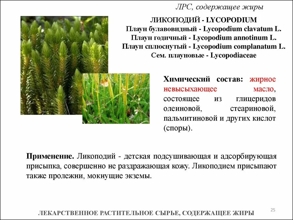 Лекарственное растительное сырье характеристика. Плаун годичный (Lycopodium annotinum). Плаун булавовидный среда обитания. Плаун булавовидный лекарственное сырье. Плаун сплюснутый.