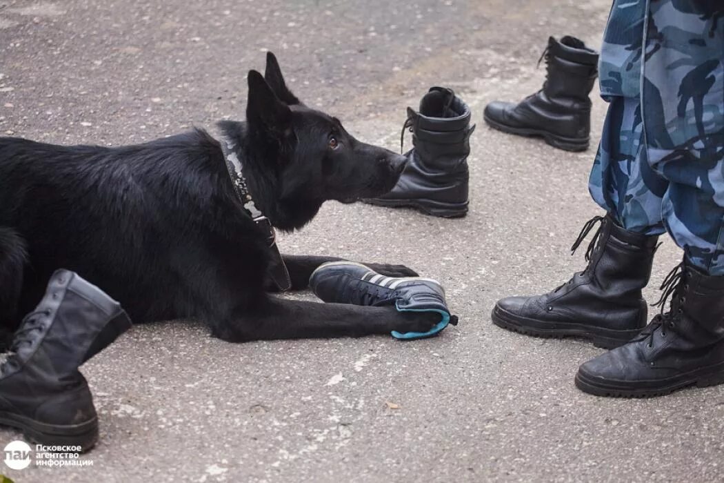 Собака по запаху человек. Овчарка ищейка. Собака принюхивается. Собака ищет по запаху. Выборка вещи дрессировка для служебных собак.