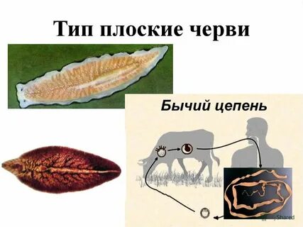 Пол плоских червей