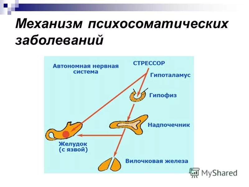 Возникновения психосоматических заболеваний. Механизм возникновения психосоматических расстройств. Механизм развития психосоматических заболеваний. Механизмы возникновения психосоматических заболеваний. Механизм возникновения психосоматозов.