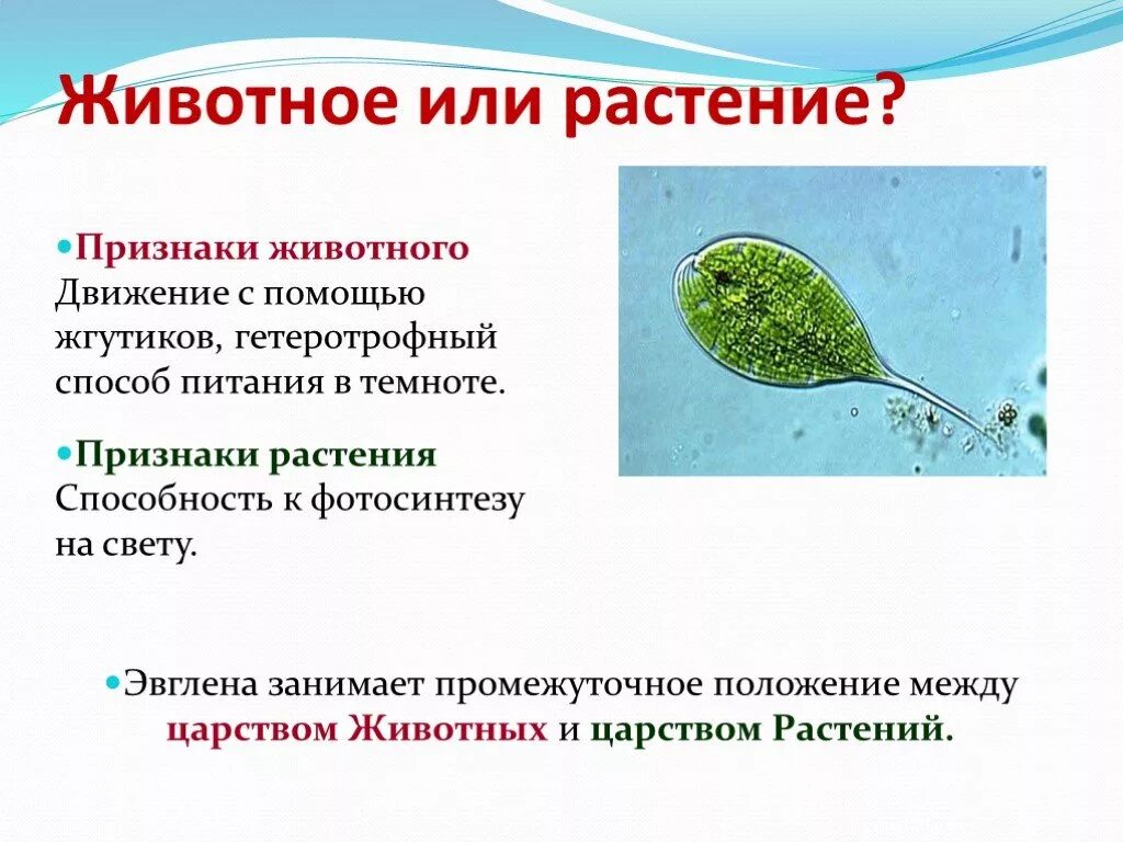 Зеленая эвглена совмещающая признаки растений и животных. Эвглена зеленая растение. эвглена это растение или животное. эвглена зеленая это растение или животное. эвглена зеленая животное.