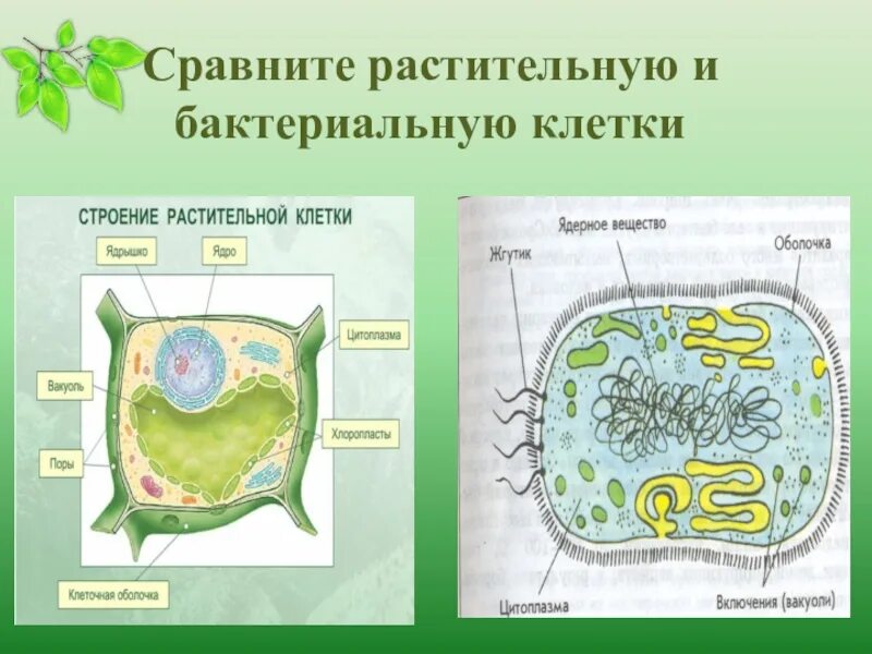Сравнить растительную