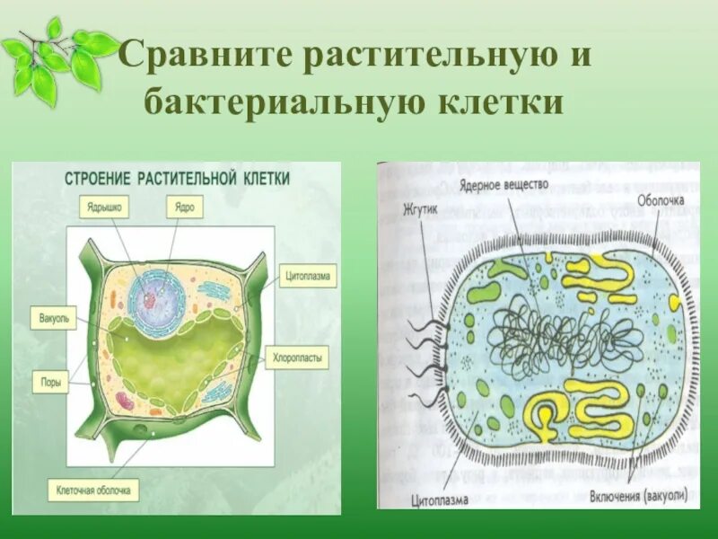 Как изменится количество живых клеток бактерий. Сравнение растительной и бактериальной клетки. Сравните растительную и бактериальную клетки. Бактериальная и растительная клетка. Сравнение бактериальной и растительной клетки 5 класс.