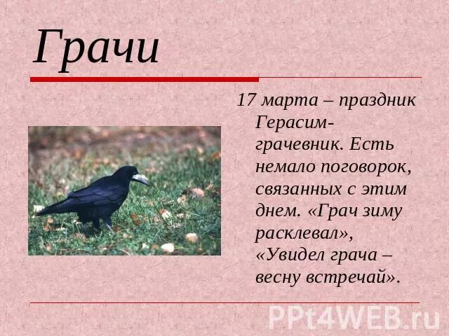 2 предложения о грачах. Предложения про грачей и весну. Сообщение о Граче. Грач описание.