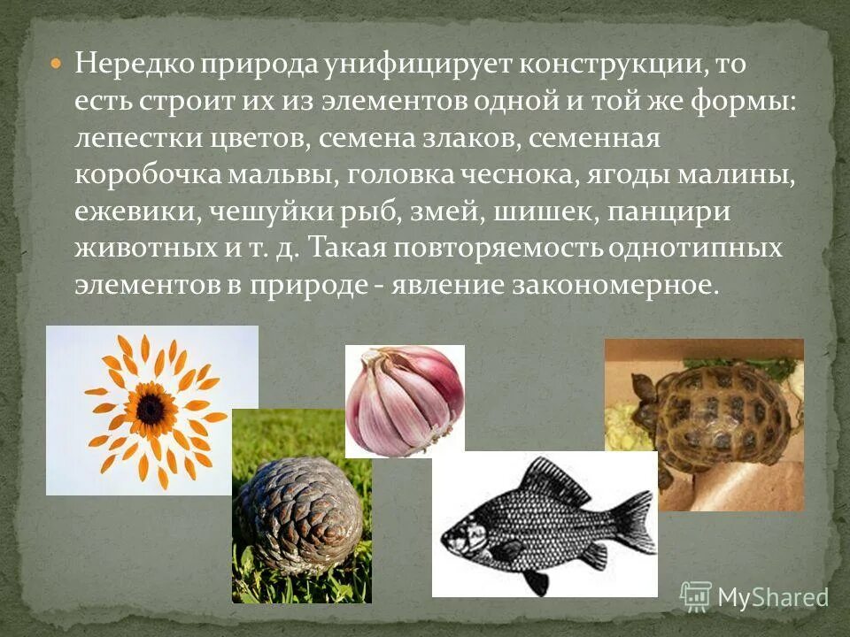 Нервная система костных рыб таблица. Строение покровов рыб. Рыботовары солёные схема обработки. Чешуя рыбы возраст. Какую функцию выполняет чешуя у рыб.