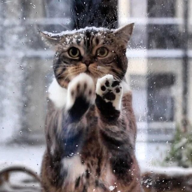 Кот замерз. Замерзший котенок. Кот мерзнет. Котик замерз