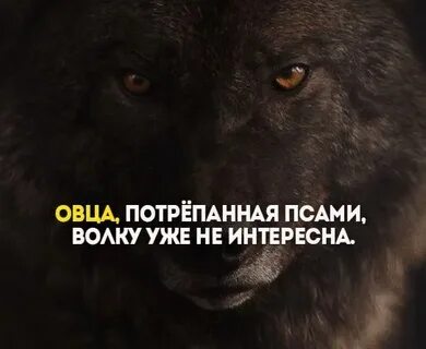 Волк овца пес