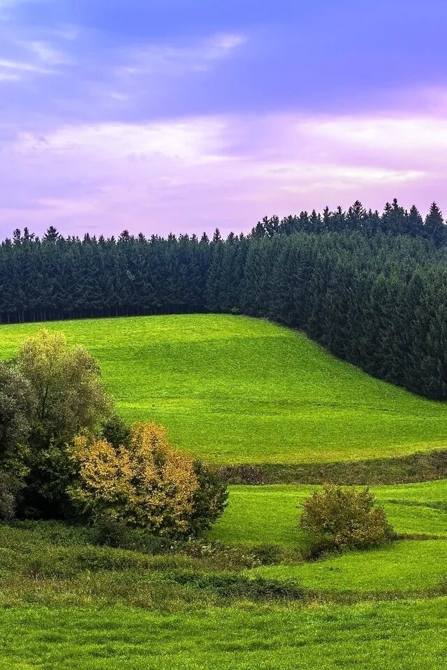 Лес поляна опушка. Лесостепь воронежской области. Поле окруженное лесом. Лесная опушка солнечногорский район. Природа лес поле.