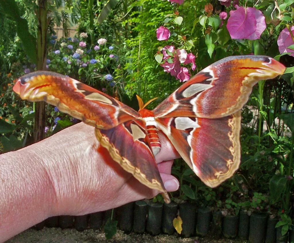 Atlas moth бабочка. Аттакус атлас бабочка. Бабочка князь тьмы. Argema mittrei. Бабочка калиго атрей.