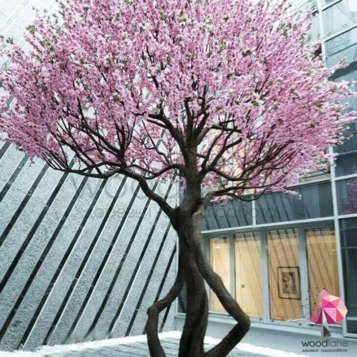 Полукарликовое дерево Сакура. Сакура дерево живое. Деревья Сакуры большие искусственные.