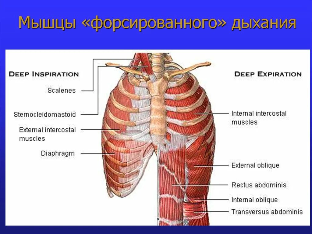 Дыхательные мышцы. Вспомогательные дыхательные мышцы. Дыхательная мускулатура. Мышцы форсированного вдоха.