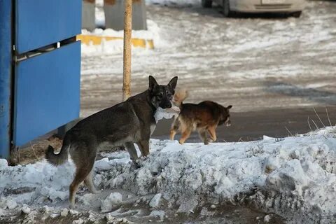 Бездомные собаки в городе