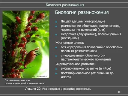 Развитие тли из неоплодотворенной яйцеклетки какое размножение