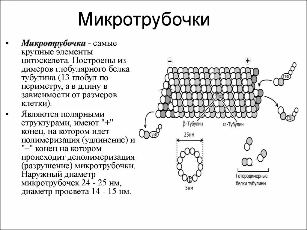 4 микротрубочки. Схема строения микротрубочки. строение и функции микротрубочек. микротрубочки растительной клетки функции.