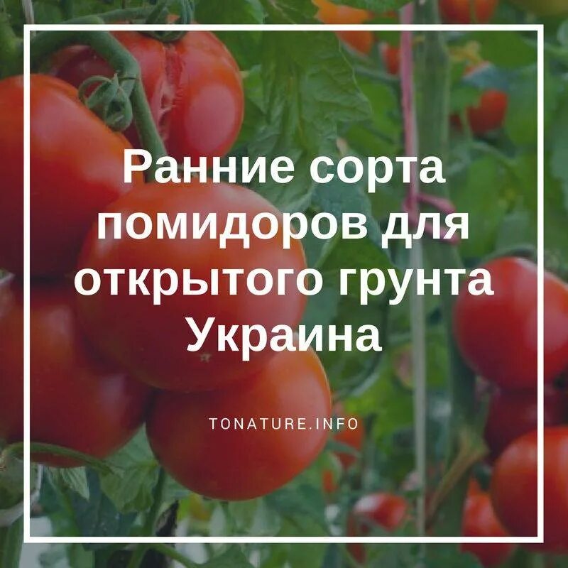 Как обработать семена томатов перекисью. Томаты для открытого грунта средней полосы. Лучшие сорта помидор для открытого. Лучшие томаты для открытого грунта. Лучшие томаты для открытого грунта в средней полосе.