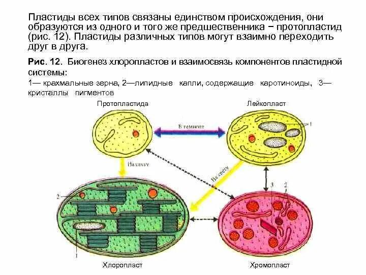 Уровень хлоропласт. Взаимопревращение пластид схема. Типы пластид. Взаимопревращения пластид.. Пластиды схема. Взаимопревращения пластид растений.