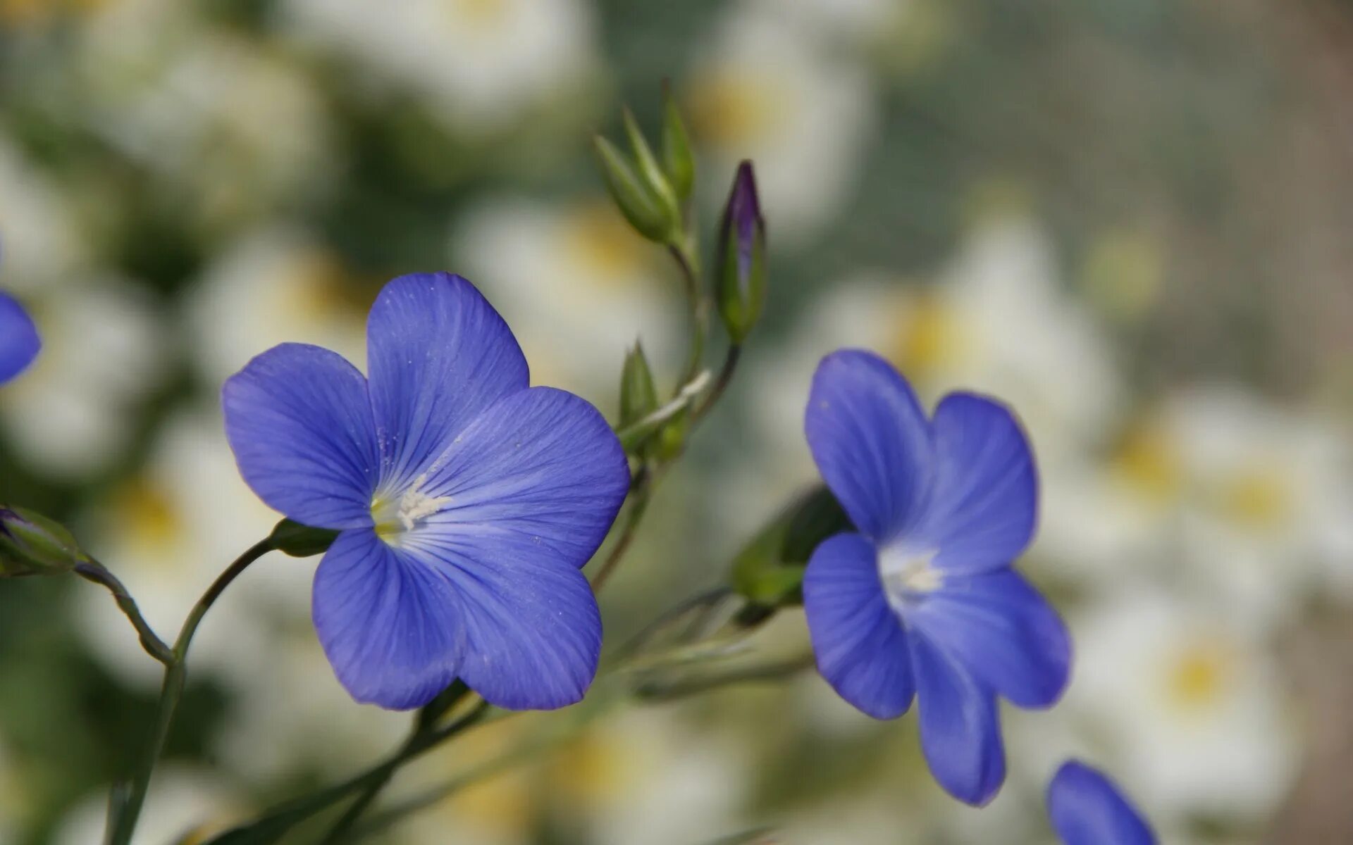 Цветы похожие на лен. Незабудка Альпийская Виктори Роуз. Синие цветы. Маленькие цветы. Маленькие голубые цветочки.