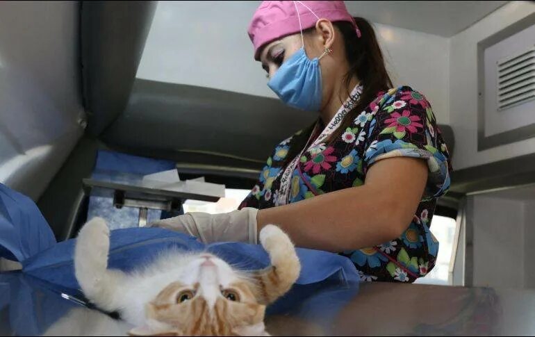 Как коты отходят от наркоза. Кошка после наркоза после стерилизации.