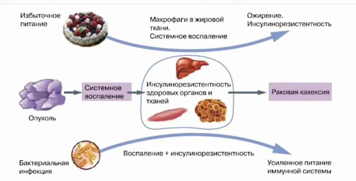 Механизм развития инсулинорезистентности при ожирении. Резистентность клеток к инсулину. Инсулинорезистентность патогенез инсулинорезистентности. Механизм резистентности к инсулину. Сниженная резистентность