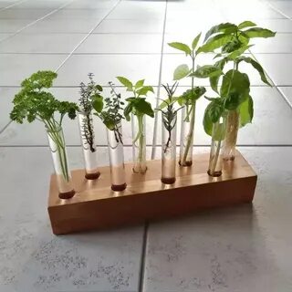 Tube plant