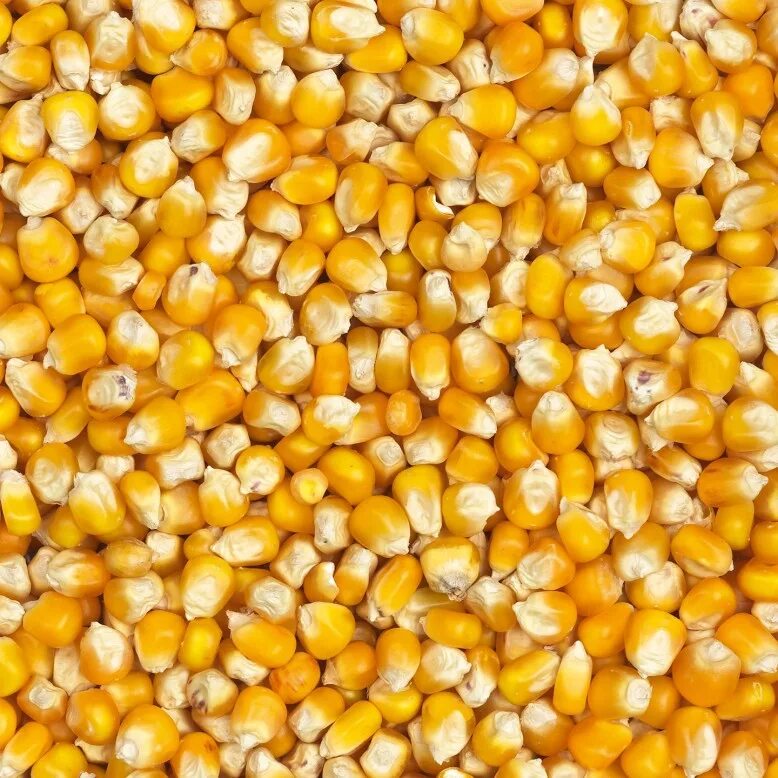 Куры можно кукурузы. Семена кукуруза попкорн. Кукуруза кормовая фуражная. Зерна маисовой кукурузы. Кукуруза кормовая сорт «Саратовская сахарная».