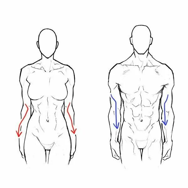 Тело для рисования. Живот референс. Живот референс. Тутор по рисованию кожи. Женская талия референс.