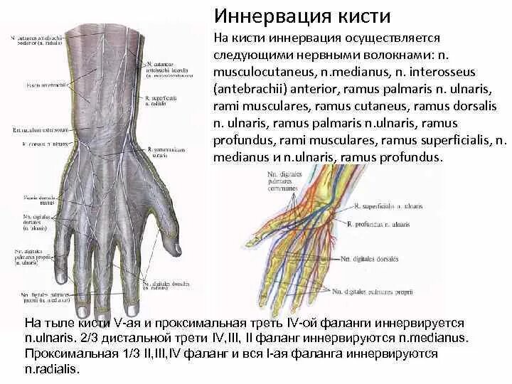 Иннервация ладонной поверхности кисти. Иннервация тыла кисти. Иннервация кожи тыла кисти. Срединный нерв иннервирует мышцы.