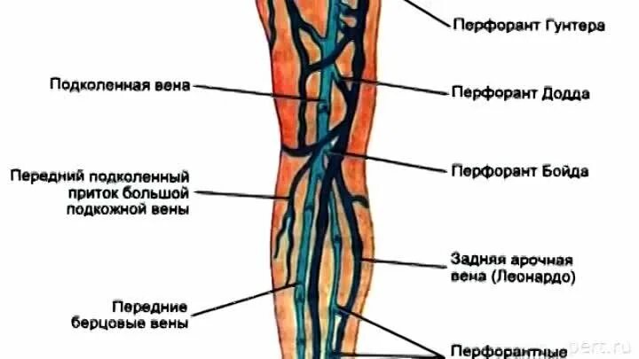 Перфорантные вены нижних конечностей анатомия. Большая подкожная Вена ноги (Vena saphena Magna). Латеральная Вена голени.